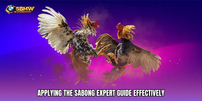 Applying the Sabong Expert Guide Effectively
